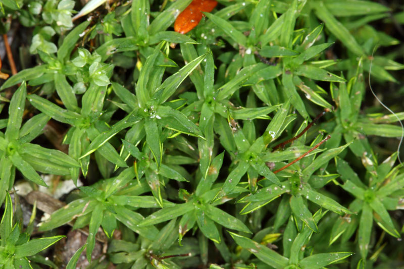 Timmia megapolitana subsp. megapolitana